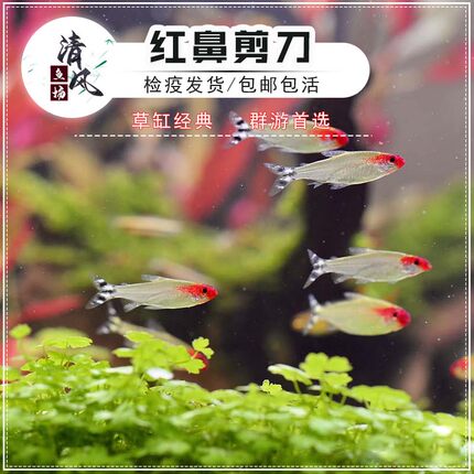 红鼻剪刀鱼活体热带观赏鱼淡水群游鱼红鼻子新手灯科鱼小型鱼包活
