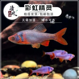 彩虹精灵鱼溪流缸常温鱼北美原生耐寒群游宠物淡水小型观赏鱼活体