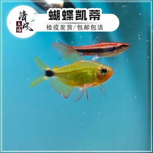 蝴蝶凯蒂灯鱼南美高端鱼热带观赏鱼小型群游鱼恶魔凯蒂全公鱼活体