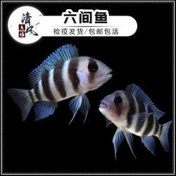 布隆迪六间鱼热带观赏鱼伊巴卡六间三湖慈鲷活体鱼进口坦鲷萨伊蓝
