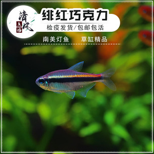 绯红巧克力霓虹灯鱼活体热带观赏小型鱼南美高端草缸鱼淡水群游鱼