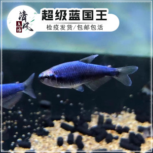 超级蓝国王灯鱼超级蓝凯瑞热带观赏鱼南美小型灯科鱼高端鱼群游鱼