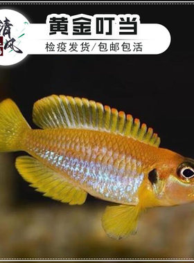 黄金叮当鱼热带鱼坦鲷鱼卷贝鱼