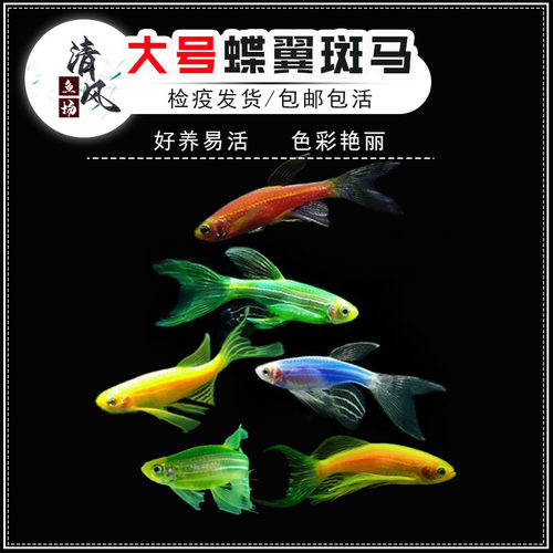 蝶翼斑马鱼活体淡水小型鱼新手鱼