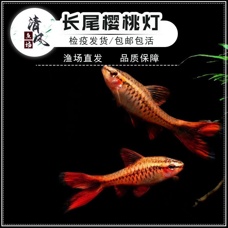 红玫瑰长尾樱桃灯包邮热带观赏鱼