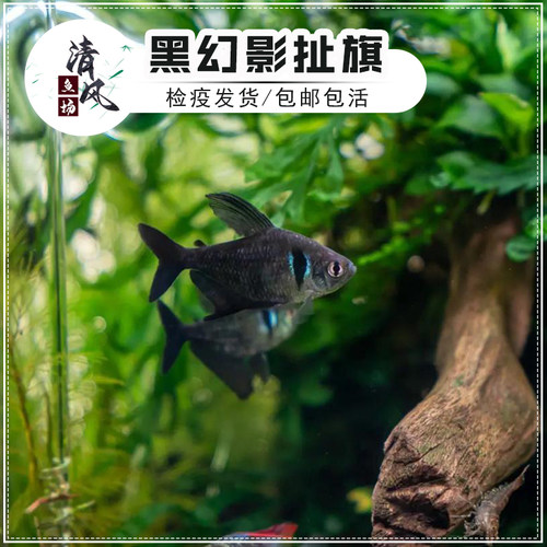 黑幻影扯旗鱼热带观赏鱼小型活体鱼灯科鱼大勾扯旗鱼淡水鱼群游鱼