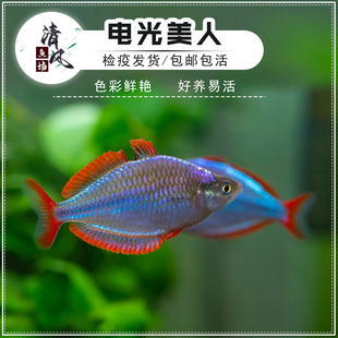 电光美人鱼活体群游鱼热带观赏鱼新手懒人鱼小型淡水鱼好养易存活