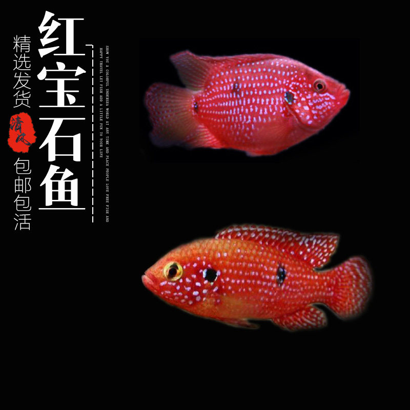红宝石鱼活体血钻球型发财鱼热带鱼观赏鱼水族淡水鱼宠物鱼慈鲷鱼,宠物/宠物食品及用品,鱼,淘宝优惠券,粉丝福利购,淘宝优惠卷