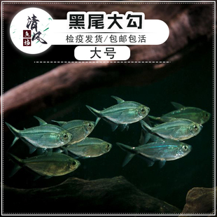 黑尾大勾鱼大号黑尾旗热带观赏鱼淡水群游鱼黑尾灯鱼小型鱼活体鱼