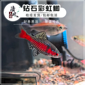 常温原生鱼好养易活群游鱼