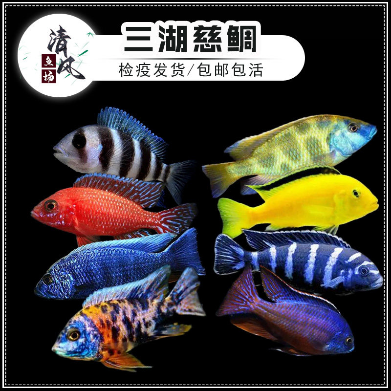 三湖慈鲷鱼热带观赏鱼马鲷鱼非洲王子活体鱼红宝石小型鱼新手好养,宠物/宠物食品及用品,鱼,淘宝优惠券,粉丝福利购,淘宝优惠卷