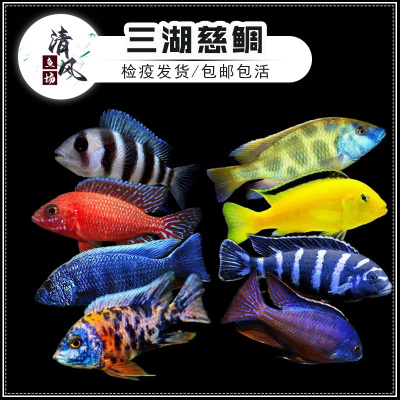三湖慈鲷热带鱼非洲王子马鲷鱼
