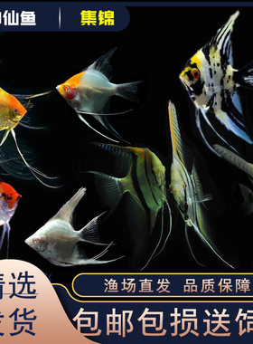 燕鱼神仙鱼小型鱼适合混养热带鱼