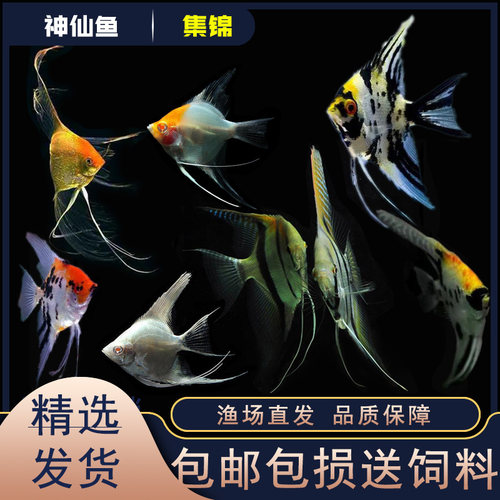 燕鱼神仙鱼小型鱼适合混养热带鱼