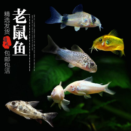 老鼠鱼小型清洁鱼淡水观赏鱼