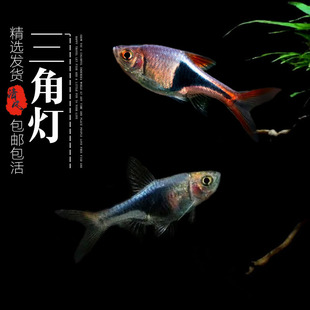 大三角灯鱼紫三角活体鱼热带鱼观赏鱼小型鱼群游鱼淡水鱼灯科鱼苗