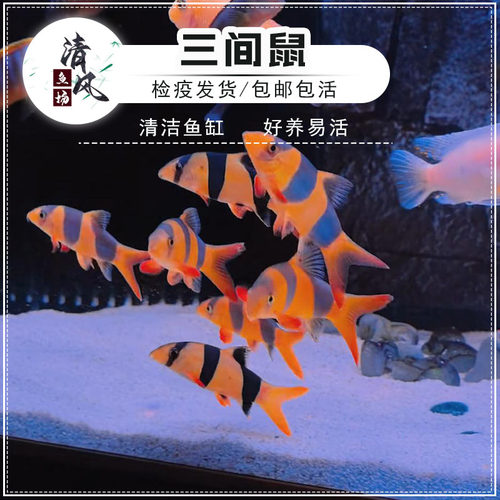 老鼠鱼淡水热带鱼清洁鱼缸