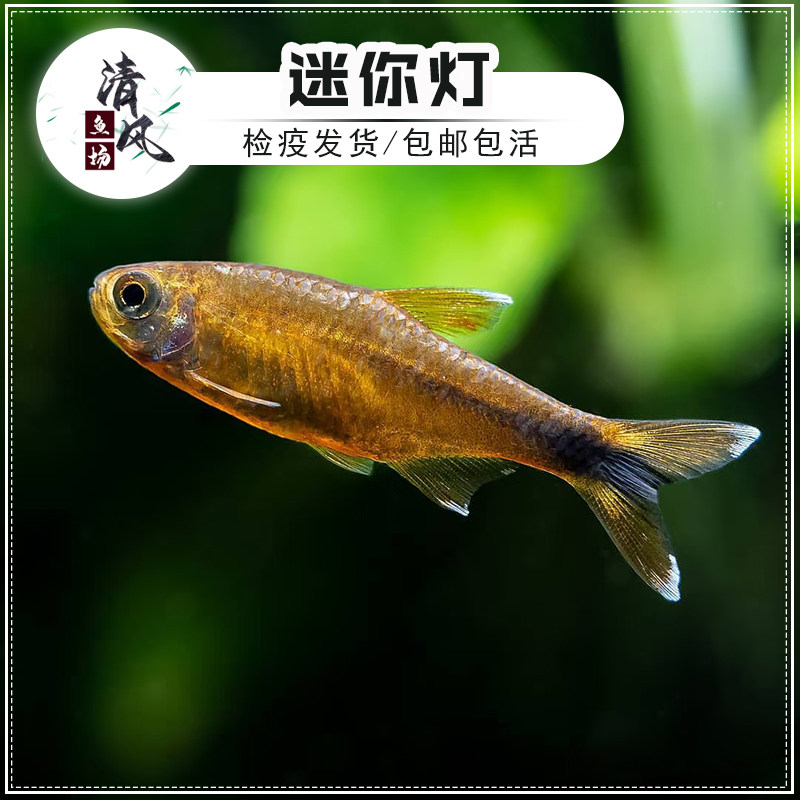 迷你灯鱼满天星灯科小鱼热带观赏鱼活体草缸群游淡水鱼新手小型鱼