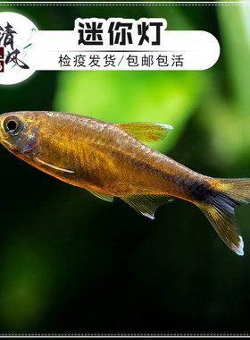 迷你灯鱼满天星灯科小鱼