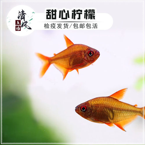 甜心柠檬灯鱼热带鱼淡水鱼群游鱼