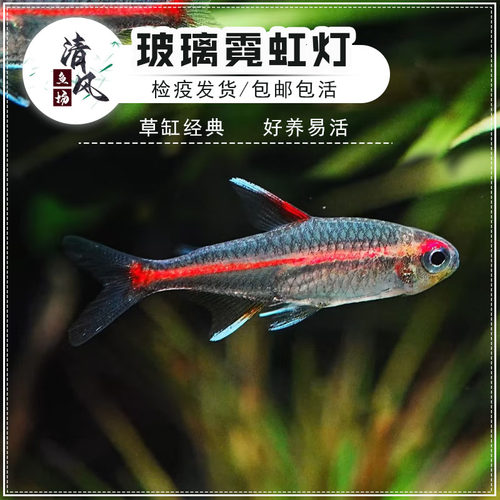 草缸经典灯鱼温和易混养好养易活