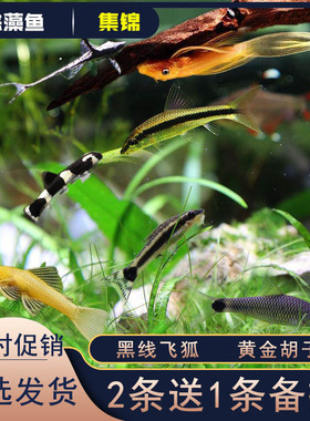 黑线飞狐鱼一线金苔鼠黄金大胡子老虎小精灵热带鱼淡水观赏鱼除藻