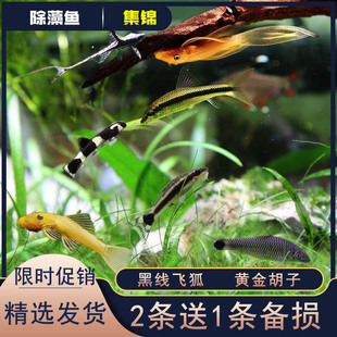 黑线飞狐鱼一线金苔鼠黄金大胡子老虎小精灵热带鱼淡水观赏鱼除藻