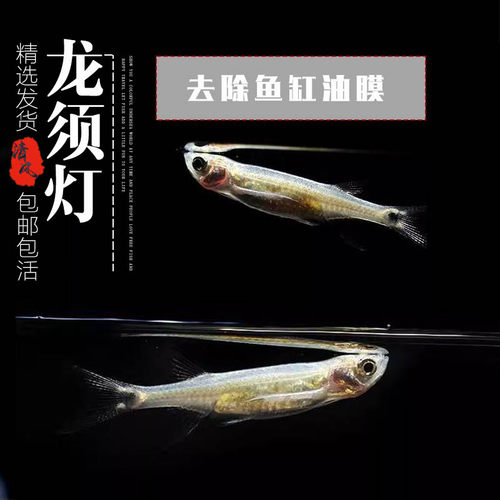 龙须灯热带鱼温和鱼草缸除油膜
