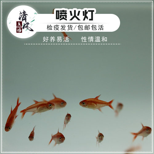 喷火灯小型群游鱼灯科鱼热带鱼