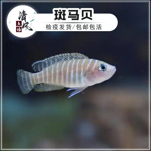 斑马贝鱼坦鲷鱼小型卷贝鱼热带鱼