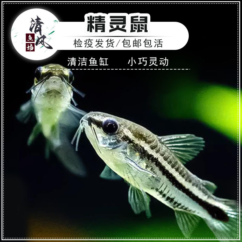 精灵鼠草缸群游鱼小型老鼠鱼图片