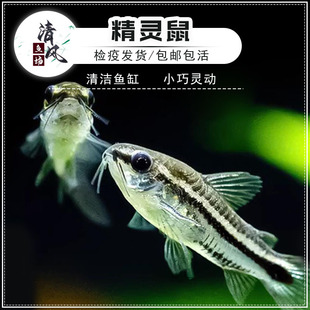精灵鼠鱼月光鼠小型群游老鼠鱼迷你热带观赏鱼淡水鱼草缸精灵活体