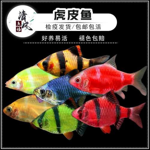 虎皮鱼淡水热带鱼群游鱼简单好养