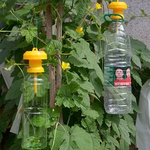 简易果蝇诱捕器盖头果园瓜地桔小实蝇针锋瓜蝇诱引捕捉诱剂果蝇药