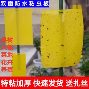 黄板双面粘虫板蓟马纸贴黄蓝飞虫小黑飞果园沾果蝇诱捕器粘板大棚