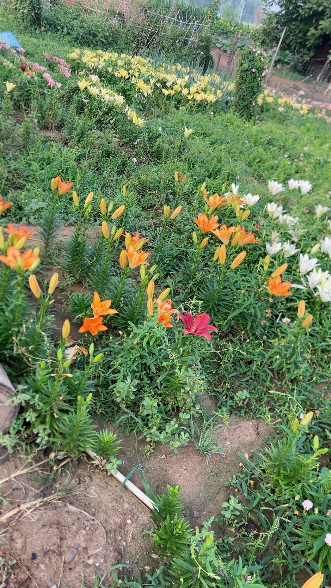 亚洲百合种球耐寒百合花观赏百合花多年生宿根易打理花色艳丽图片
