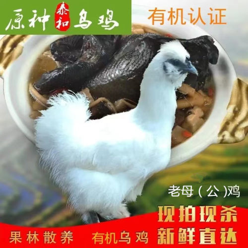 2年江西纯散养泰和乌鸡有机