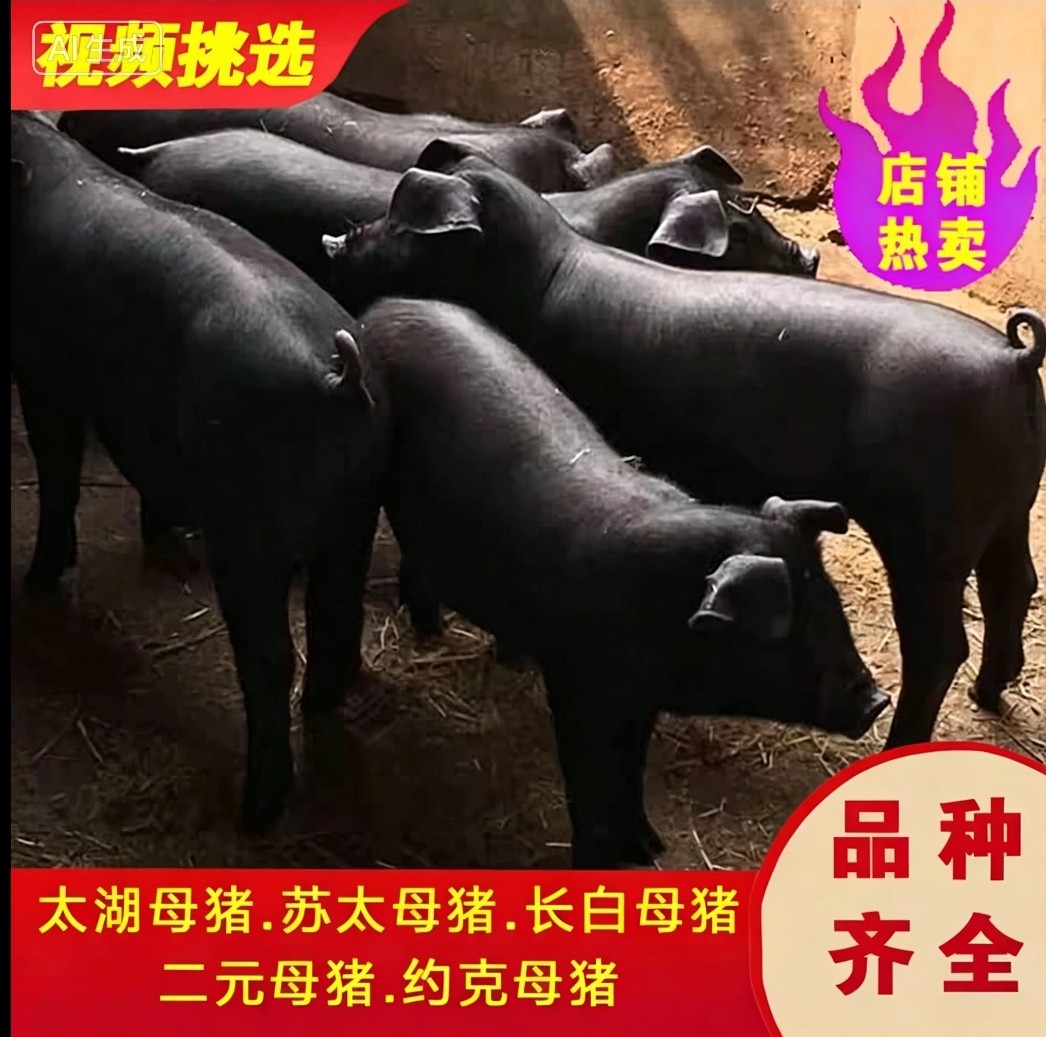 原种苏太母猪散养活体苗全国可送