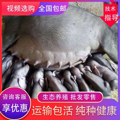 原种纯种二元母猪大白梅山小猪仔