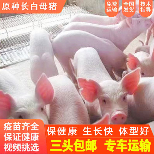大白母猪长白活二元苏太黑土活体