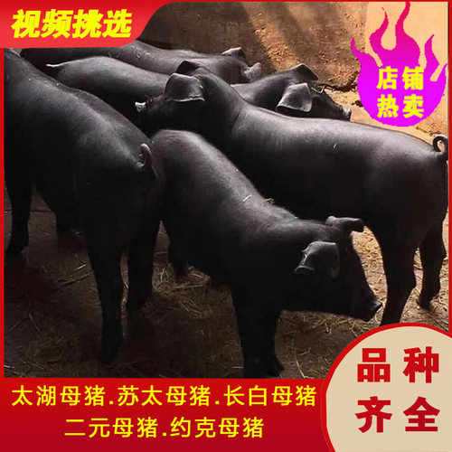 原种苏太母猪散养活体苗全国可送