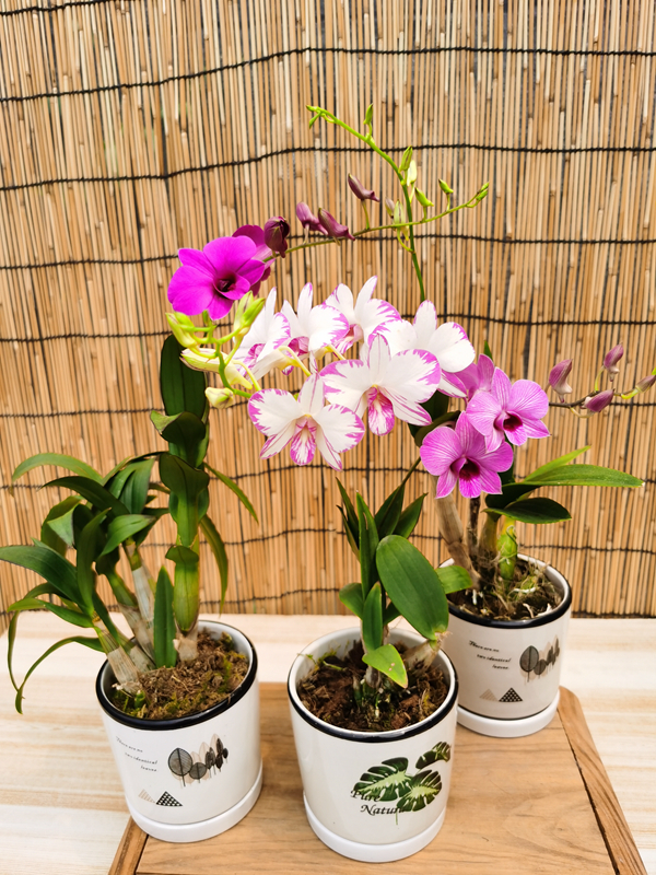 洋兰石斛兰带花苞花剑泼墨石斛室内外耐热盆景开花机器好养包邮