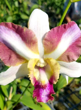 【泰秋石斛】直播指定一物一拍 找对应的金额付款