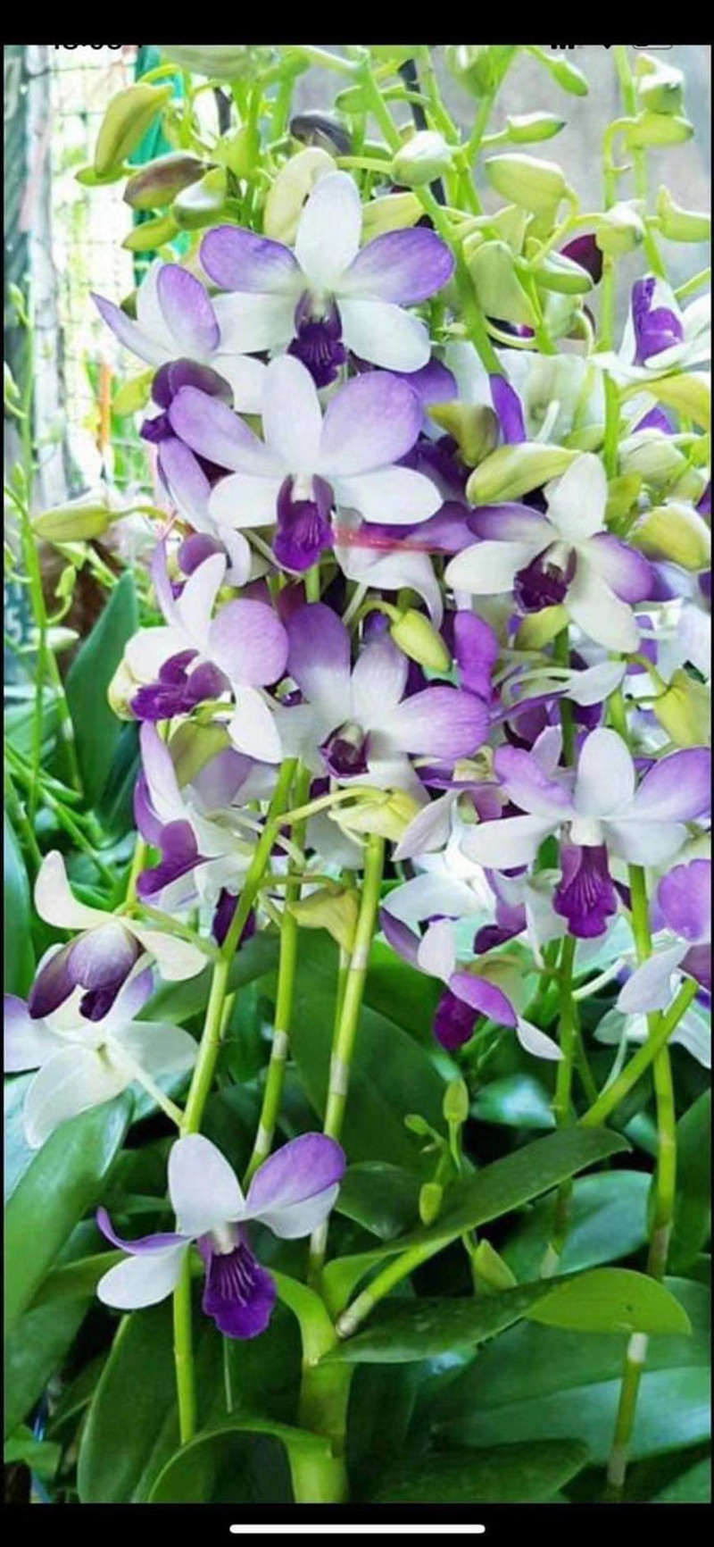 76【全紫舌贵夫人】(泰秋)秋石斛稀有品玩家收藏