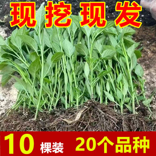 辣椒苗秧苗四季线椒小米椒朝天椒红辣椒薄皮辣灯笼椒牛角椒批发