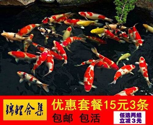 锦鲤活体红白三色黄金金松叶银墨