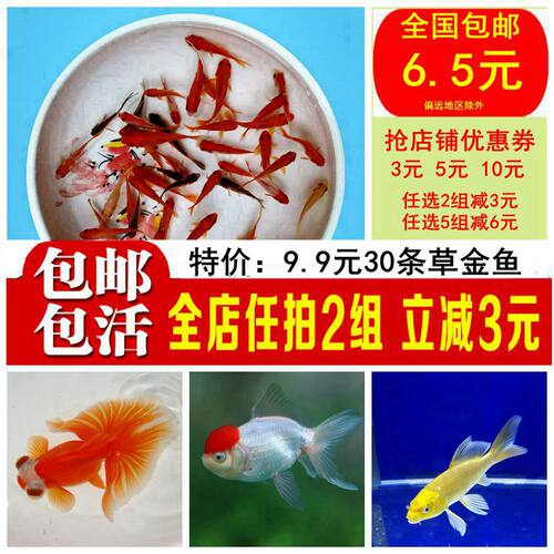 金鱼活体草金鱼冷水红泰狮黑龙睛