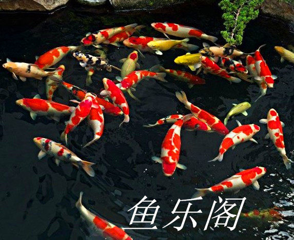 活体冷水红白三色墨鲤秋翠金鱼