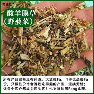 中药材酸羊膜草酸模草 山菠菜 野菠菜 酸溜溜 牛舌头棵 水牛舌头