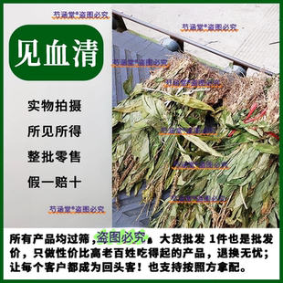 见血清草药中药材天然500g中草药新鲜干货整颗见血清苗羊耳蒜野生